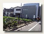 One of the many urban gardens of Tokyo's west wards. eggplant-farm
